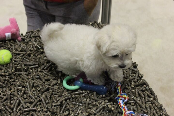 top 10 cutest pets at global pet expo