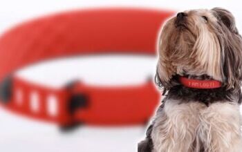 KYON Pet Tracker Lets Dogs Talk to Owners