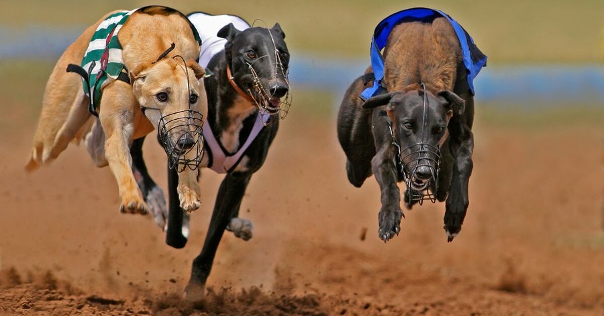 Arizona To Ban Greyhound Racing by End of 2016 | PetGuide