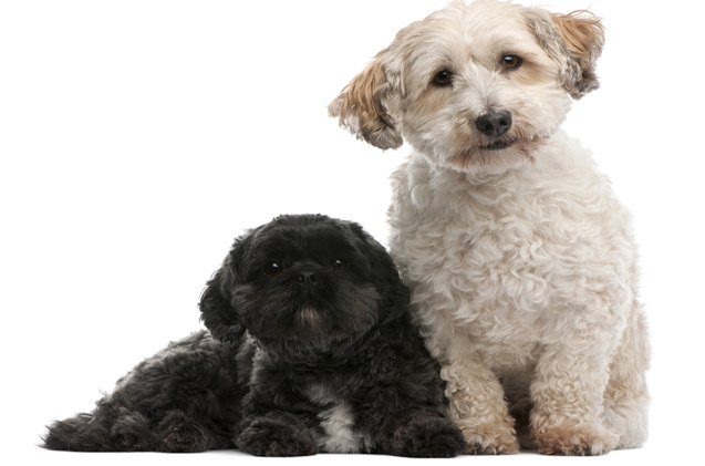 landdistrikterne Modig Overstige Lhasapoo Dog Breed Health, Temperament, Training, Feeding and Puppies -  PetGuide | PetGuide