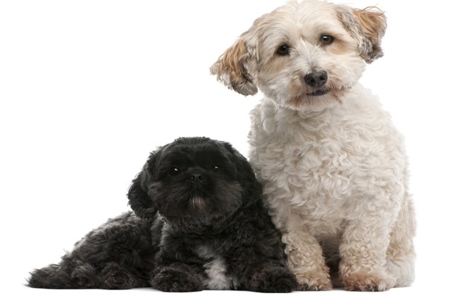 Lhasapoo Dog Breed Health, Temperament, Training, Feeding and Puppies ...