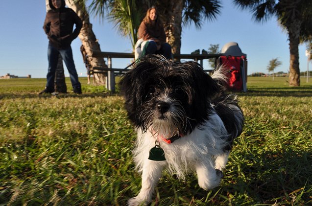 Lhasapoo Dog Breed Health, Temperament, Training, Feeding and Puppies ...