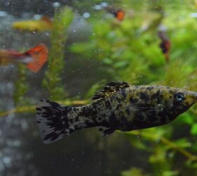 Beautiful view of Managed Brackish Aquarium Fish Stocking Strategy For Beginners
