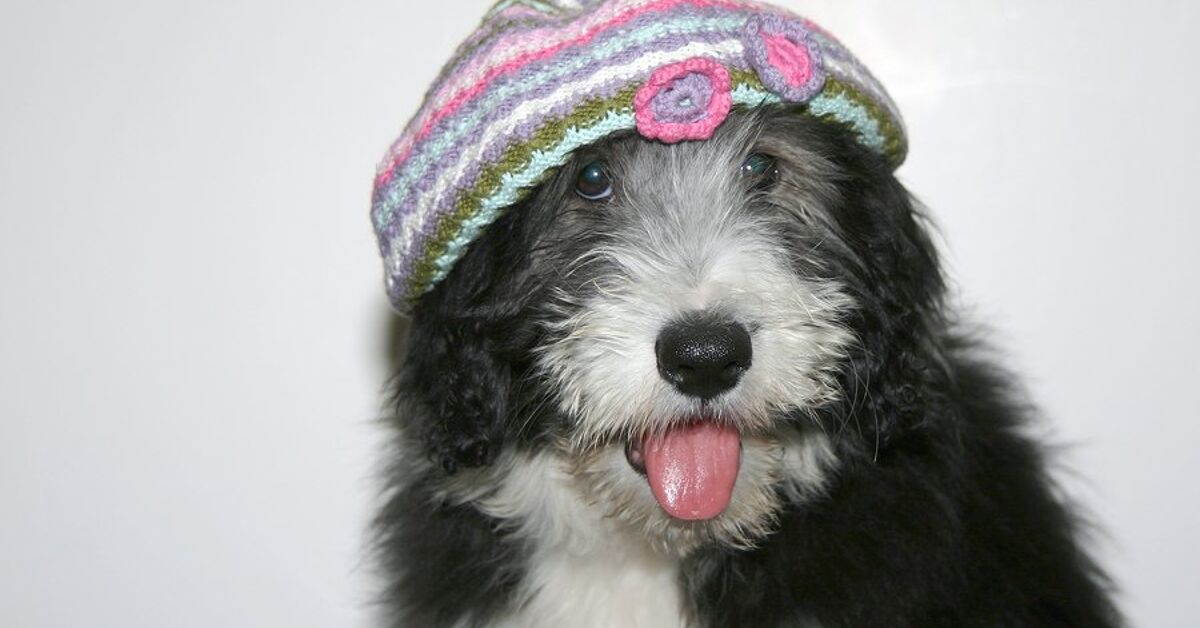 Cadoodle Puppies