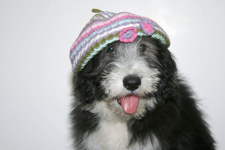 Cadoodle Dog Breed Health, Grooming, Feeding, Temperament and Puppies ...