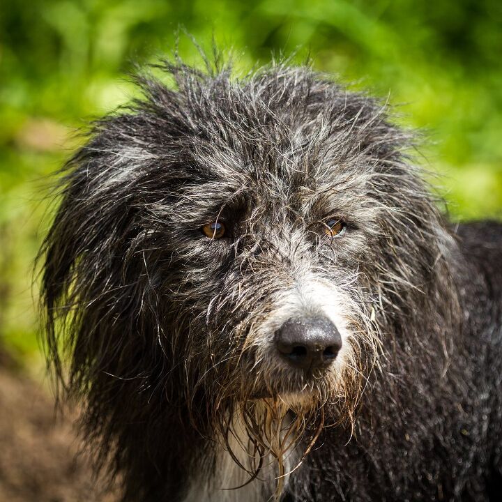 Cadoodle Dog Breed Health, Grooming, Feeding, Temperament and Puppies ...