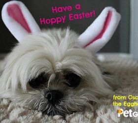 Happy Easter From Oscar and the Eggheads at PetGuide