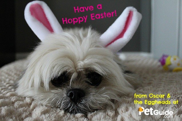 happy easter from oscar and the eggheads at petguide