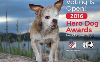 Vote For Your Favorite Furry Canine to Win the 2016 Hero Dog Award