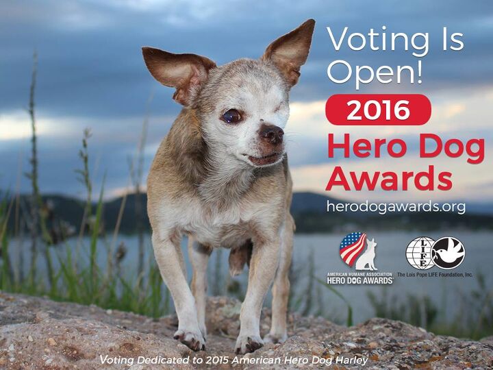 vote for your favorite furry canine to win the 2016 hero dog award