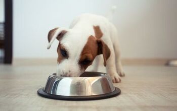 “Free From” Claims Help Drive $30 Billion in Pet Foods Sales