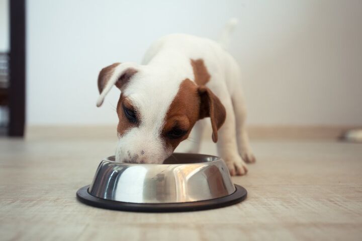 free from claims help drive 30 billion in pet foods sales