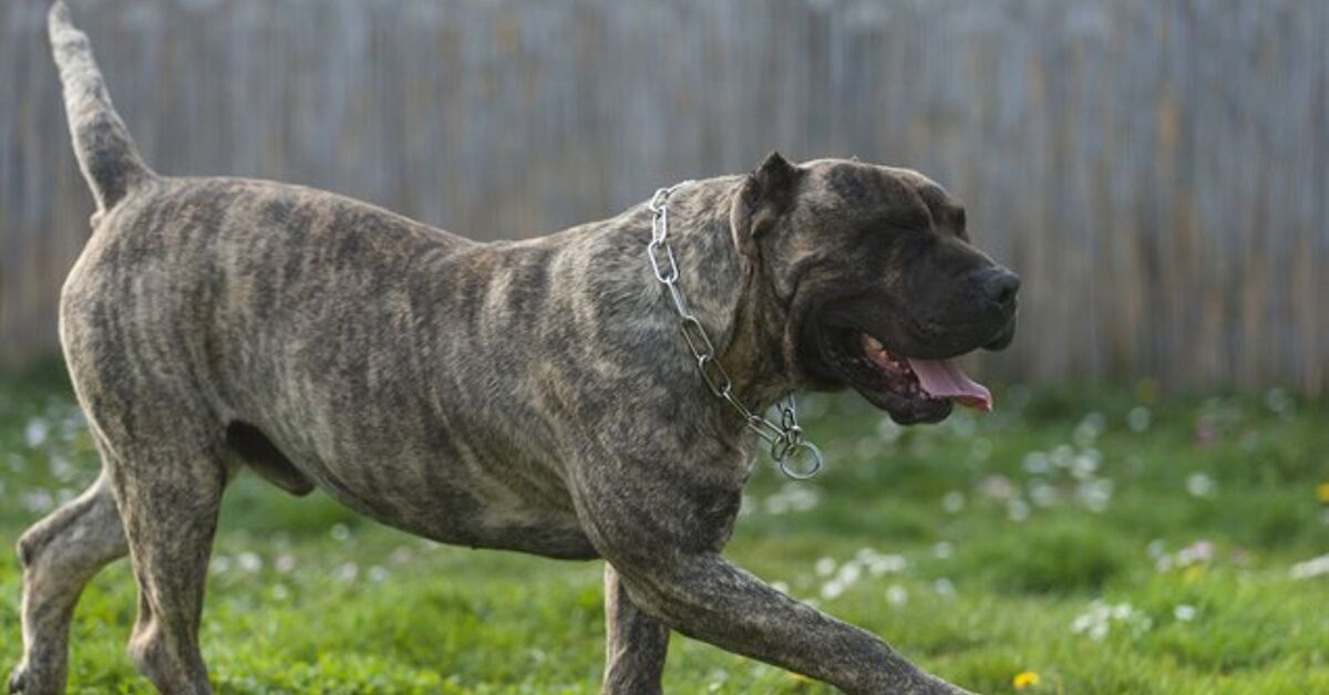 Pitbull Cane Canario Dog Animal Cane Corso American Pitbull