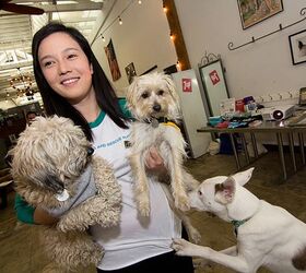 awesome perks of the dog cafe include coffee and adoptable canines