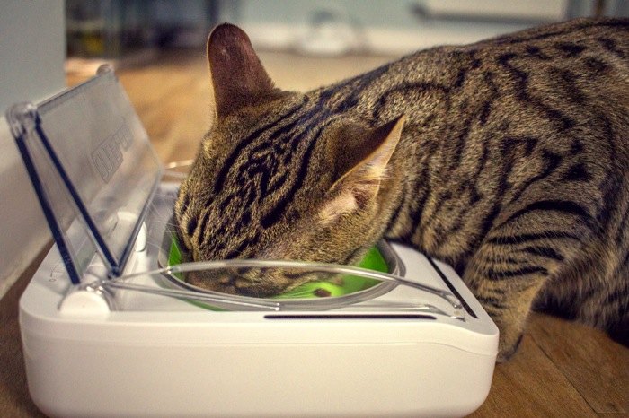 keep food fresh with sureflaps surefeed sealed pet bowl