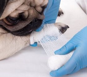 Basic First Aid Tips for Dogs