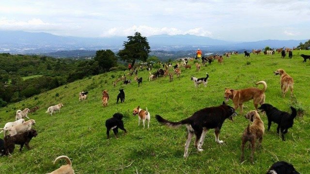 land of the strays is doggie heaven on earth