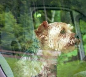 New Florida Law Allows You to Break Into Cars to Save Dogs
