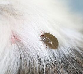 Understanding Lyme Disease Symptoms in Dogs