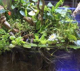 tips for converting from a fish only to a planted tank