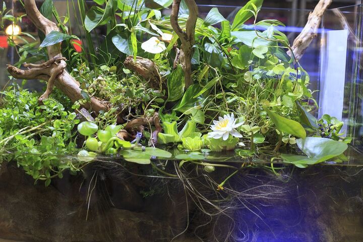 tips for converting from a fish only to a planted tank
