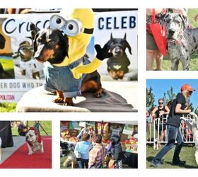 Get Your Woof On At Woofstock 2016