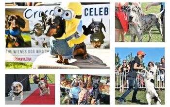 Get Your Woof On At Woofstock 2016