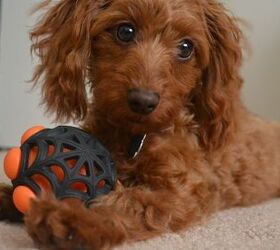 Alternativt forslag stang skade Doxiepoo Dog Breed Health, Temperament, Training, Feeding and Puppies -  PetGuide | PetGuide