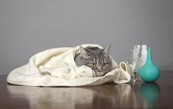 Experts Say Canine Influenza Has Spread to Infect Cats