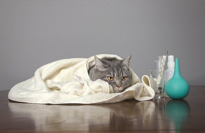 experts say canine influenza has spread to infect cats