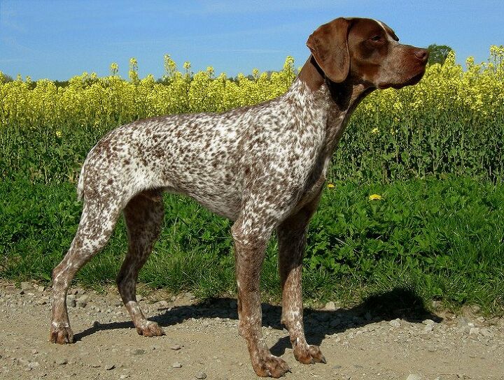 Chiots de la race Braque français, type Pyrenees (petite taille Chiots de la race Braque français, type Pyrenees (petite taille