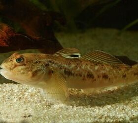 Freshwater goby shop