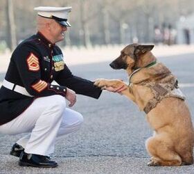 Retired Marine Dog Awarded Highest Military Honor