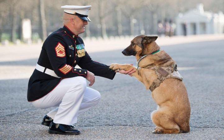 retired marine dog awarded highest military honor