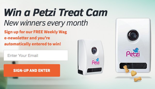 enter to win a petzi treat cam