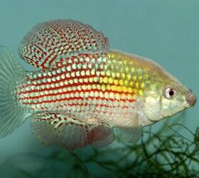 Flagfish  PetGuide