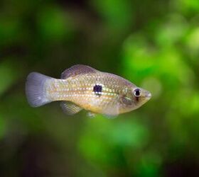 Flagfish  PetGuide