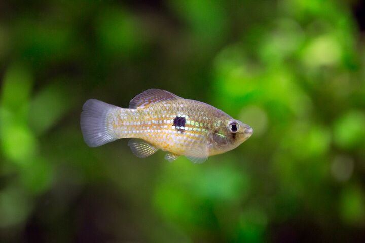 flagfish