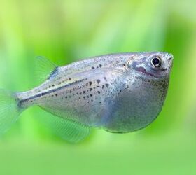 Hatchetfish care hot sale