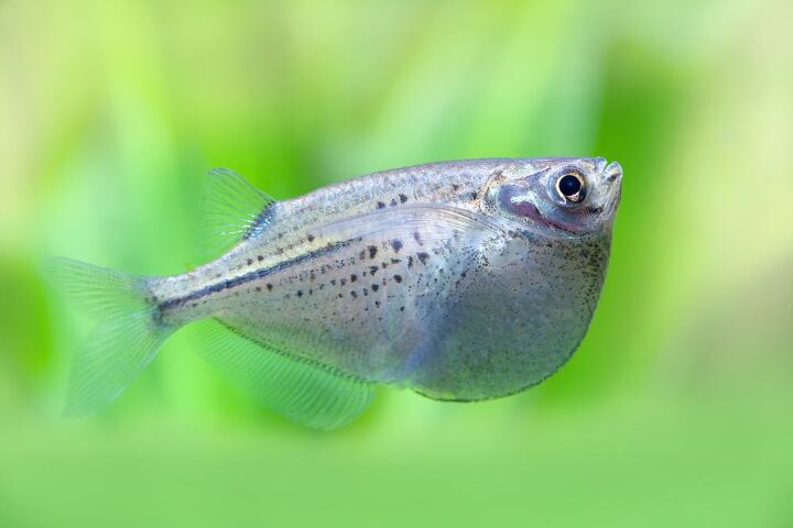 FISH