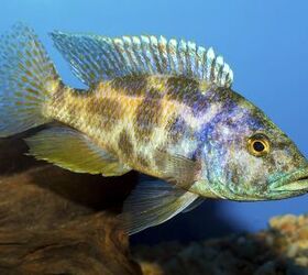 Lake Victoria Cichlids Fish Breed Information and Pictures