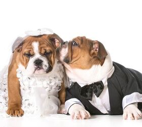 true love tips for a woof tastic dog wedding