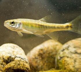 White Cloud Mountain Minnow: Caring For These Colorful Community