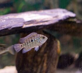 new world cichlids