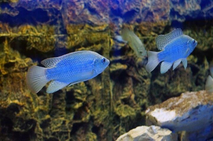 Hap Cichlids Fish Breeds Information and Pictures - PetGuide | PetGuide