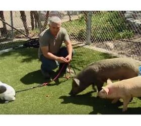 Cesar Millan Cleared of Animal Cruelty Charges