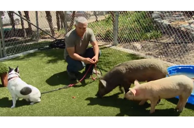 cesar millan cleared of animal cruelty charges