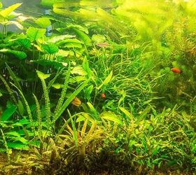 What You Need to Know About C02 for Planted Tanks