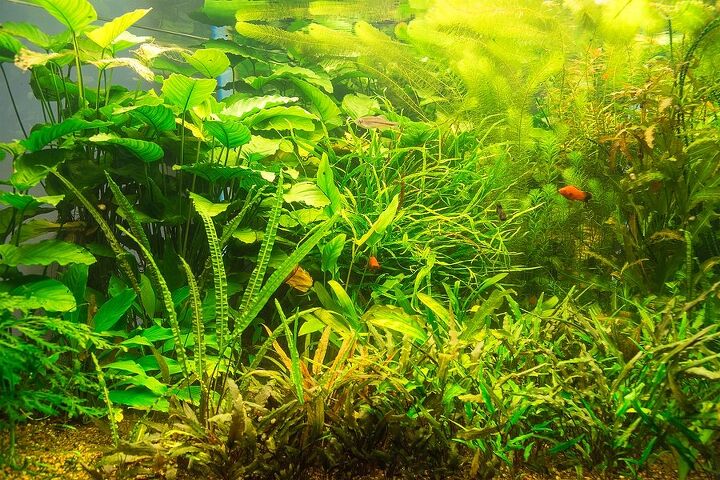 what you need to know about c02 for planted tanks