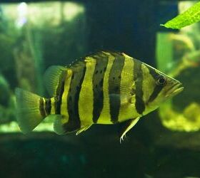 Tigerfish PetGuide
